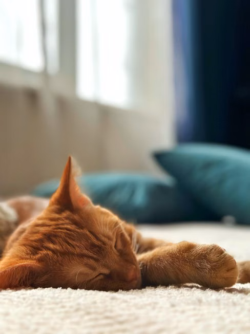 Cama Iglu para Gatos