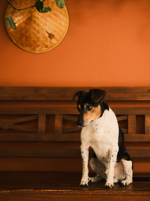 Lenços Umedecidos Pet