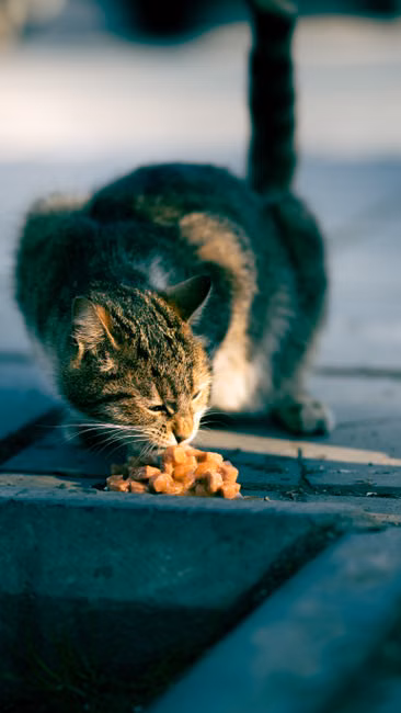 Ração para Cães Adultos (15kg)